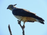Bewoner Cape Hillsborough
