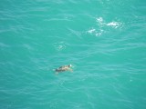 Turtle Lookout 3