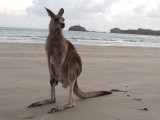 Roo on Twins Beach 1