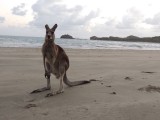Roo on Twins Beach 2