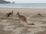Roo on Twins Beach 3