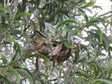 Nest in de boom