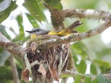 Nesting bird