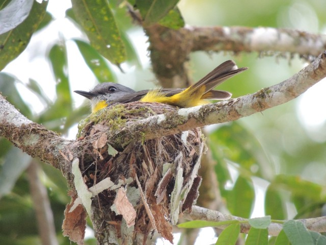 Nesting bird