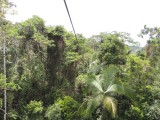 Start flying fox