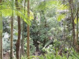 Flying fox fun 5