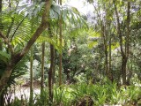 Flying fox fun 7