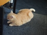The ferry-cat