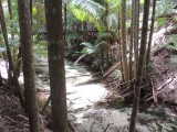 Wanggoolba Creek boardwalk 1