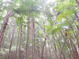Wanggoolba Creek boardwalk 2