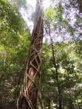 Wanggoolba Creek boardwalk 3