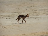 Dingo op 75mile beach