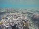 Lady Musgrave Reef 14