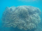 Lady Musgrave Reef 15