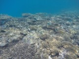 Lady Musgrave Reef 6