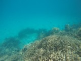 Lady Musgrave Reef 7