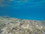 Lady Musgrave Reef 8