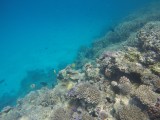 Lady Musgrave Reef 9