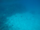 Lady Musgrave Reef 10