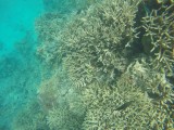 Lady Musgrave Reef 11