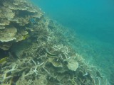 Lady Musgrave Reef 13