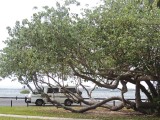 Tin Can Bay Norman Point 3