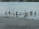 Pelicans @ Pelican Beach