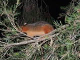 Possum 1