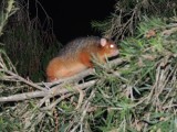 Possum 2