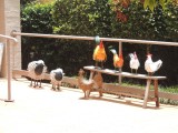 Montville shops 1