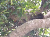 Possum op de camping 1
