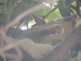 Possum op de camping 2