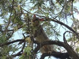 Possum op de camping 3