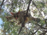 Possum op de camping 4