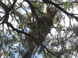 Possum op de camping 5
