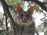 Possum op de camping 6