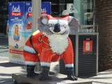 Xmas koala