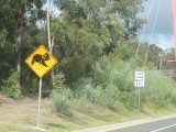 Loslopende koalas