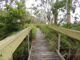 Koala boardwalk
