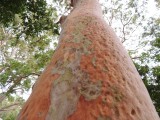 Eucalyptus tree