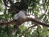 kookaburra on the boardwalk