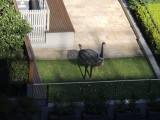 Zet eens een emu in je tuin...