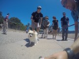 The dog with the sunglasses