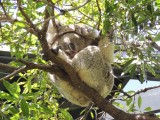 Slaappositie koala 1