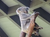 Slaappositie koala 2