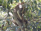 Slaappositie koala 3