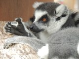 Ringtail Maki 1
