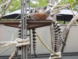 Ringtail Maki 2