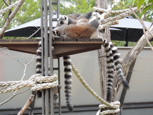 Ringtail Maki 2