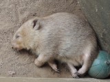 Wombat